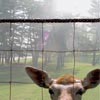 deer blocker fence
