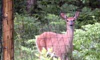 customer deer fence example