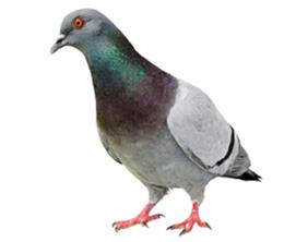 Pigeon Control Products Nixalite