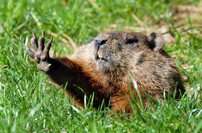 ground hog image