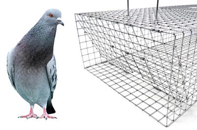 Rooftop Pigeon Trap 36x24x10