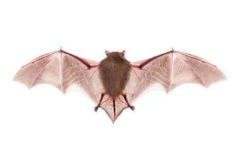 Bat Control Products