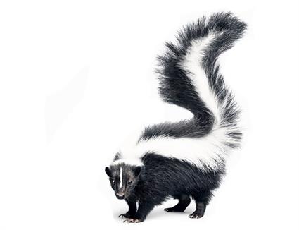 Skunk Control Products | Nixalite