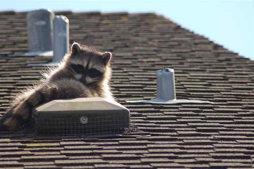 Raccoon Control Products Nixalite