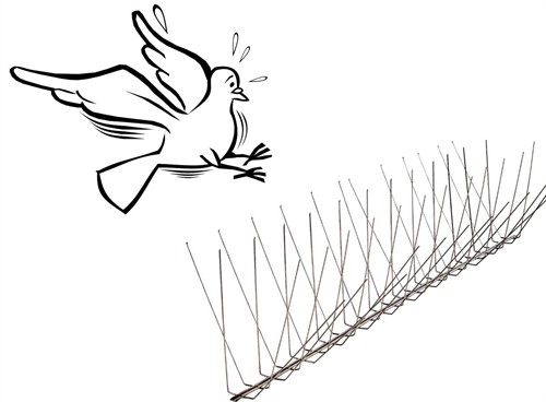Nixalite Pigeon Spike Stainless, All Stainless Steel repelling a bird