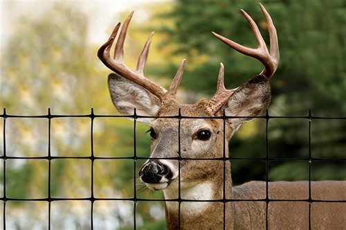 Buck standing behind deer fence