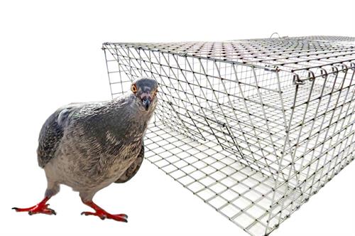 HD Folding Pigeon Trap Front View