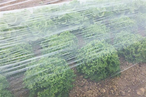 Insect netting installed over bushes