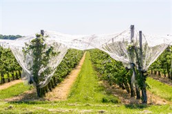 Hail Netting for Gardens - Anti Hail Protection Netting