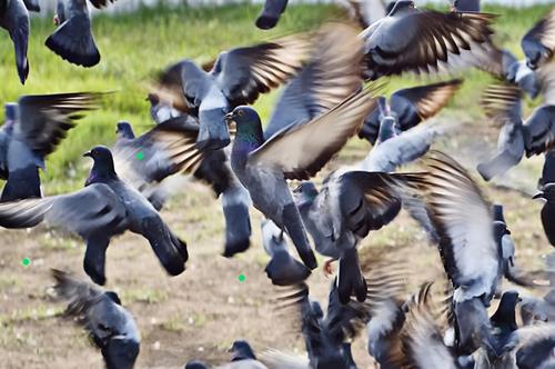 FLOCK OF PIGEONS TAKING FLIGHT