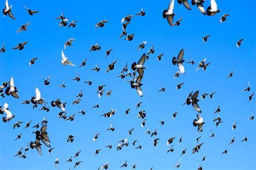 FLYING FLOCK OF PIGEONS