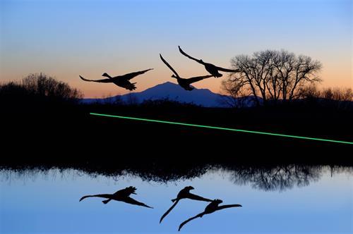 LASER DISPERSAL OF GEESE ON WATER