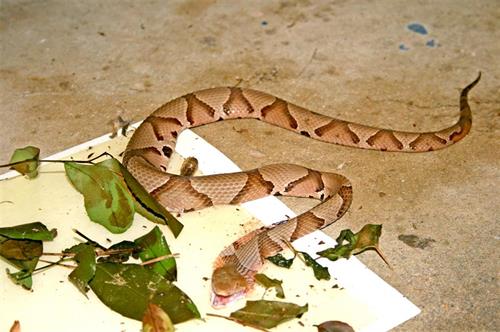 Panneau de colle de serpent Cahaba Snake Trap 3 Togo