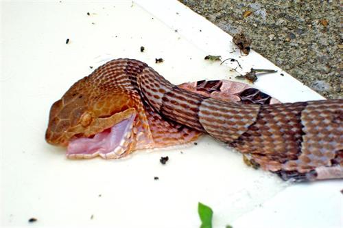 Panneau de colle de serpent Cahaba Snake Trap 3 Togo