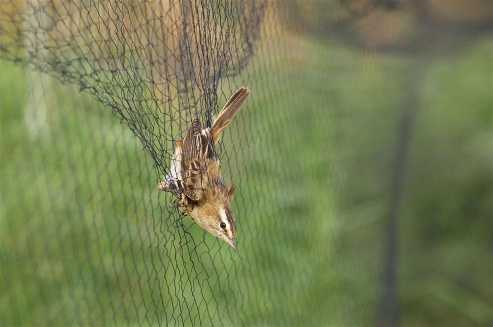 Mist Netting | Nixalite