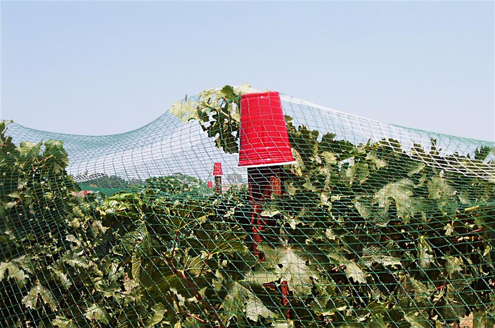 Vineyard Netting and Crop Netting | Nixalite