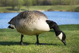 Canada Geese